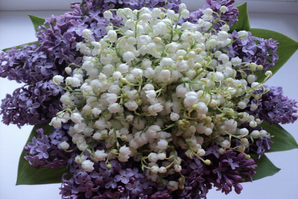 LILAC & LILIES II – Lebermuth