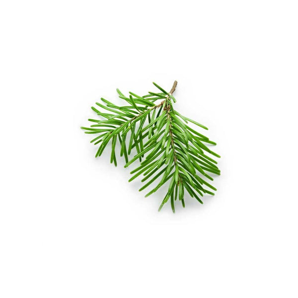 BALSAM FIR OLEORESIN ALL NATURAL* Lebermuth