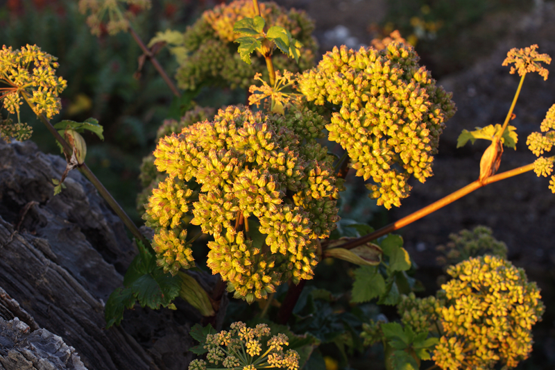 ANGELICA SEED OIL ALL NATURAL – Lebermuth