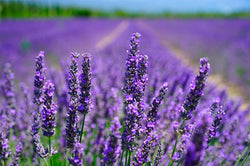 LAVENDER DE PROVENCE 40/42*