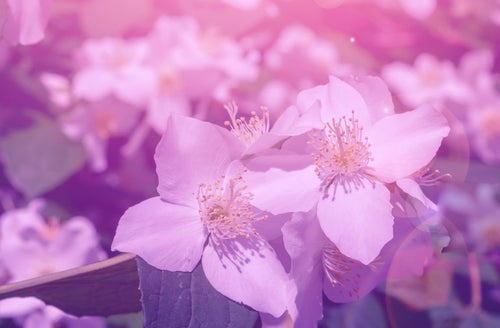 LavenderJasmine_500x.jpg?v=