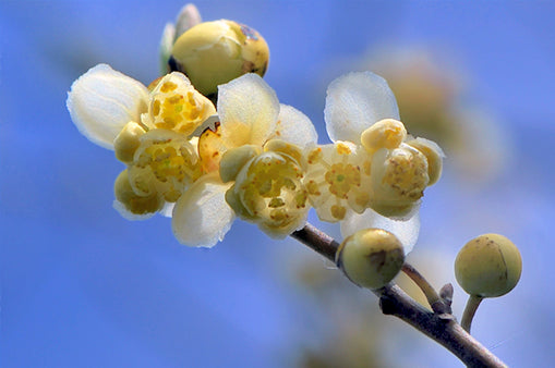 LITSEA CUBEBA OIL