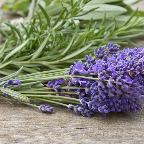 rosemary or lavender plant LAVENDER & ROSEMARY – Lebermuth