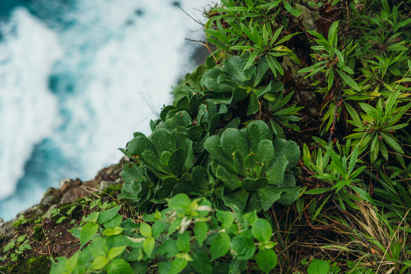 Aloe & Sea Moss
