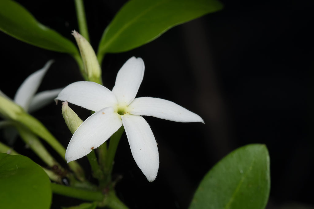 MOONLIT JASMINE GLOW* – Lebermuth