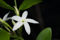 MOONLIT JASMINE GLOW*