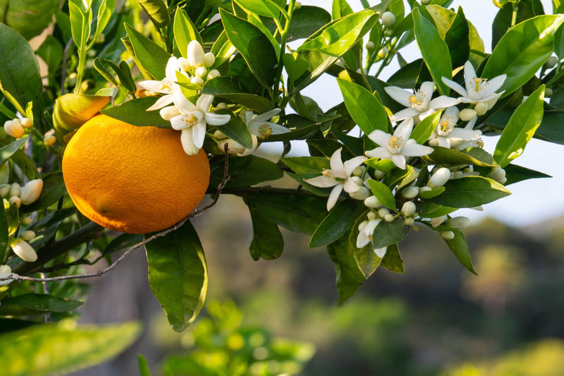 ORANGE CITRUS BLOOM*