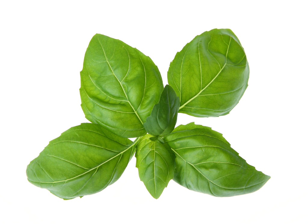 BASIL INDIAN OIL