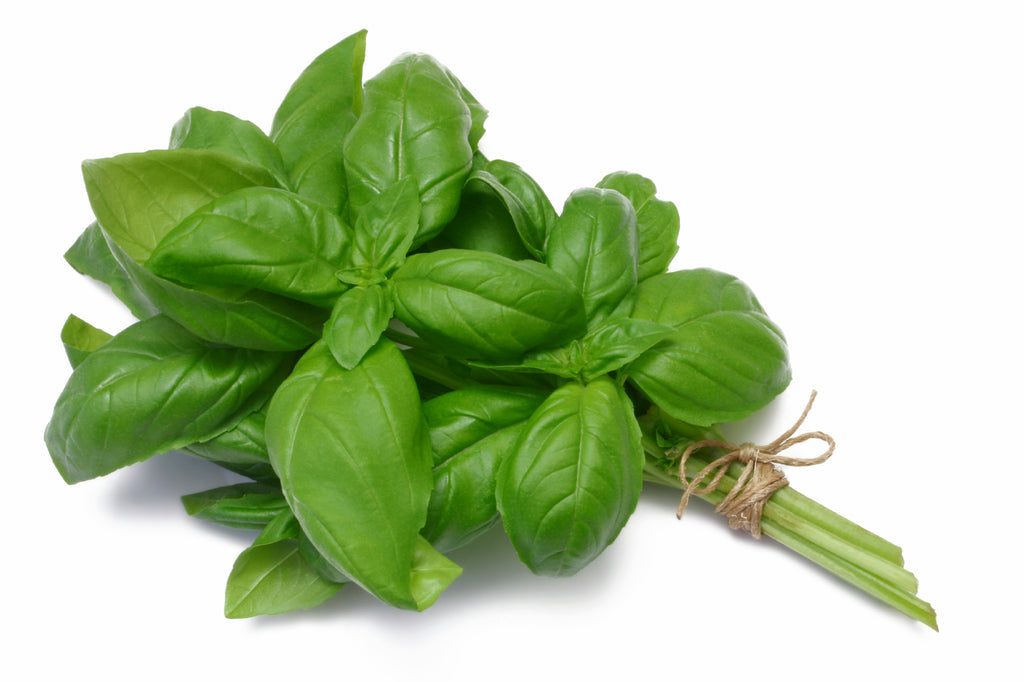 BASIL SWEET EGYPTIAN ORGANIC Lebermuth