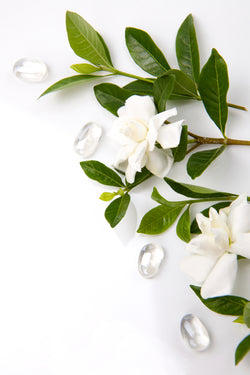 Oil, White Gardenia