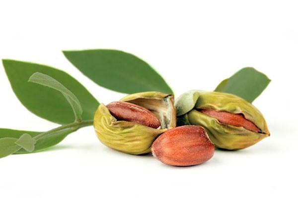 jojoba seeds for planting JOJOBA OIL, GOLDEN ORGANIC – Lebermuth
