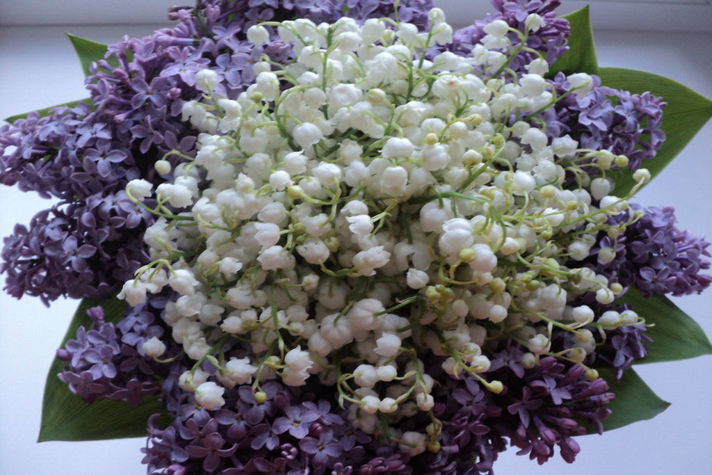 lilac lily flower LILAC & LILIES – Lebermuth