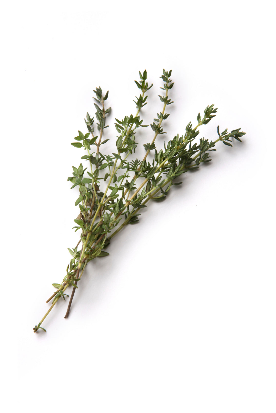 ROSEMARY SPANISH Lebermuth