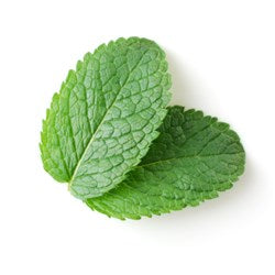 CORNMINT DMO – Lebermuth