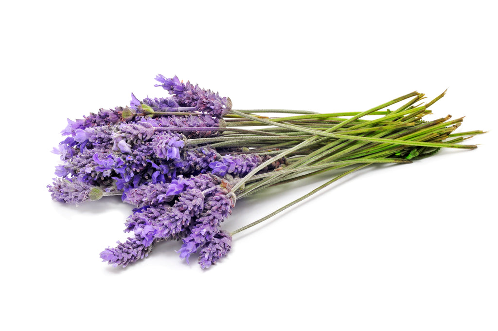 Lavender, High Altitude Bulgarian (Lavandula angustifolia), Organic Es –  Wingsets