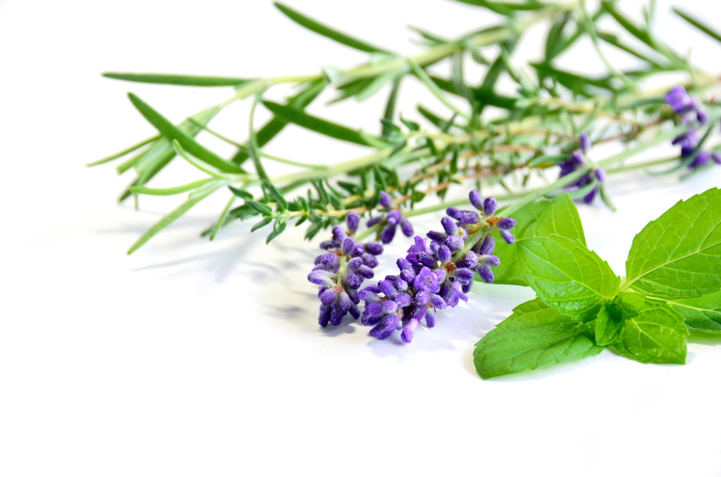 Lavender 2025 and rosemary