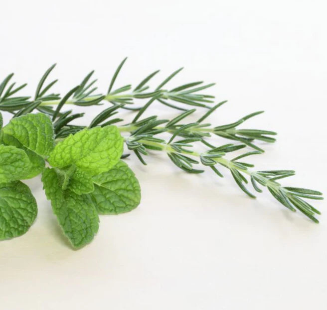 ROSEMARY MINT ESSENTIAL OIL BLEND