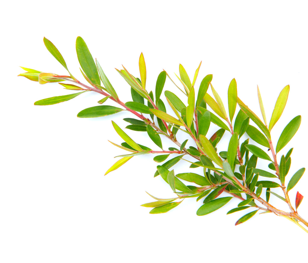 Melaleuca Alternifolia, Australian Tea Tree, Plants A-Z